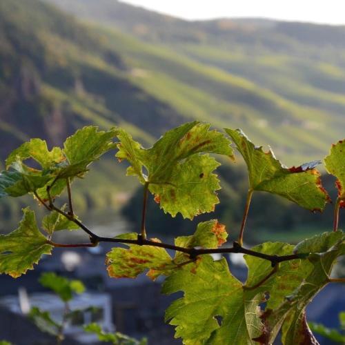 Weingut Erbes-Henn Hotel Uerzig Ngoại thất bức ảnh