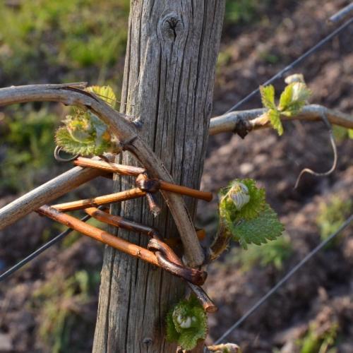 Weingut Erbes-Henn Hotel Uerzig Ngoại thất bức ảnh